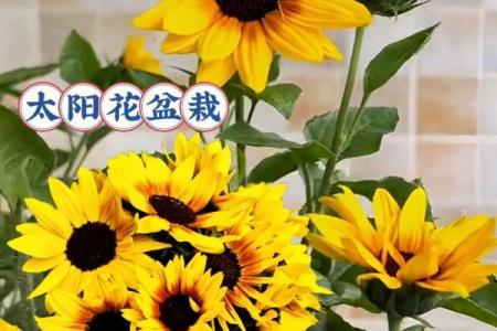 向日葵放家里吉不吉利 向日葵放家里有什么好处