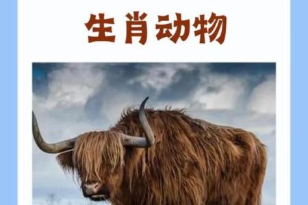 东施效颦所指的生肖动物究竟是哪一个请详细解析？