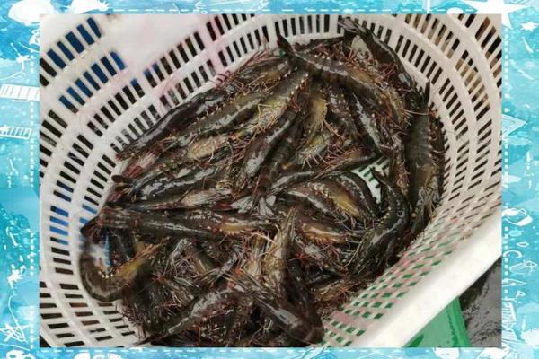 虾适合挂在家中什么地方 虾适合挂在家中什么地方养殖