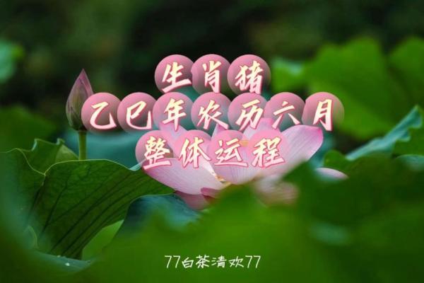 属猪生于几月最好命 属猪生于几月最好命男孩