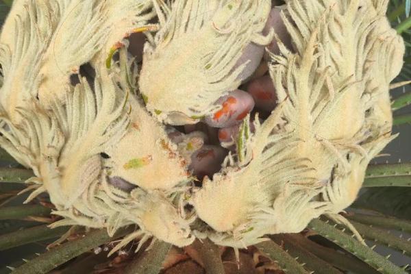 铁树开花打一生肖(铁树开花打一生肖最佳答案是什么)