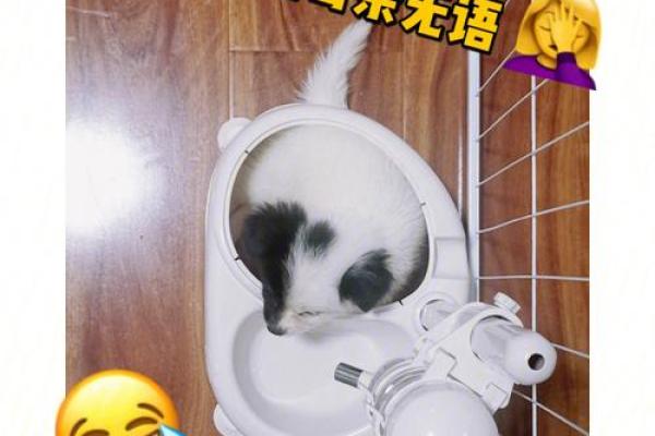‌白吃干饭指什么生肖 → 猪‌（豕食糟糠，坐享其成）