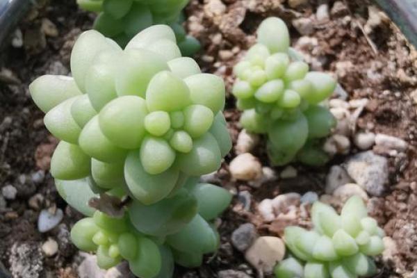 家花更比小花香指什么生肖