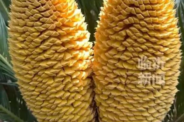 铁树开花打一准确生肖(铁树开花打一准确生肖和数字)