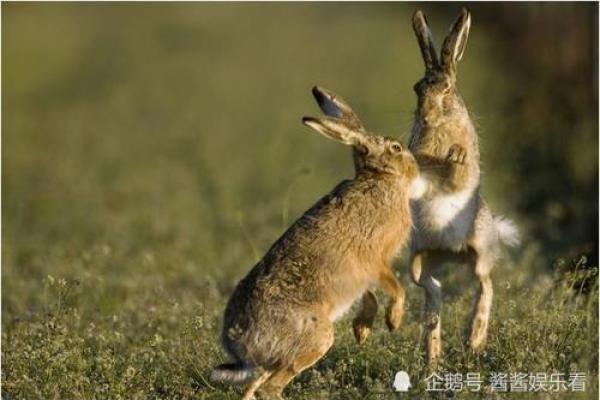 金玉良缘打一个生肖(金玉良缘打一个生肖最佳答案)