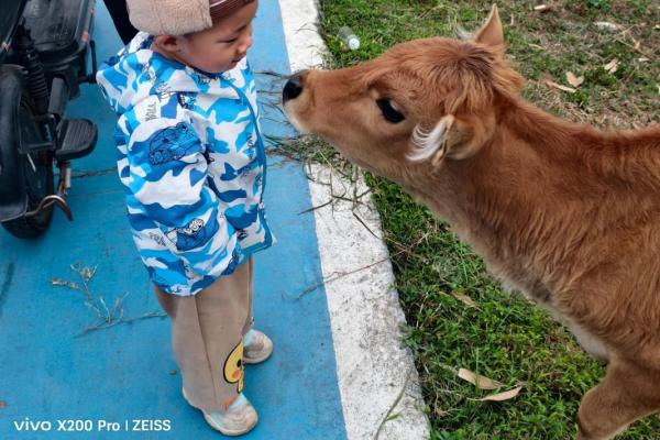 初生牛犊不怕虎是什么生肖 初生牛儿不怕虎打一生肖