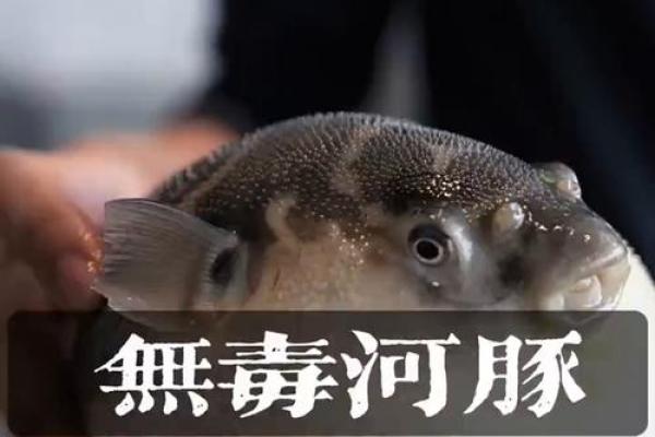 养河豚不吉利原因 养河豚不吉利原因有哪些