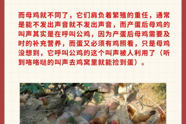 司晨报晓的动物是什么生肖(司晨报晓具体是哪个生肖)