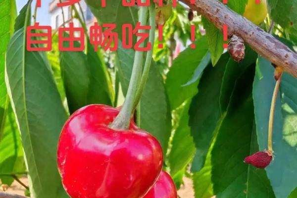 季节是哪几个月 山东车厘子季节是哪几个月