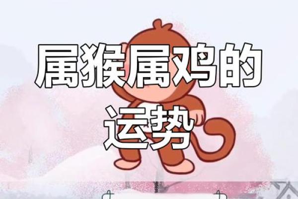 属鸡和猴的属相合不合 男猴与女鸡最终结局