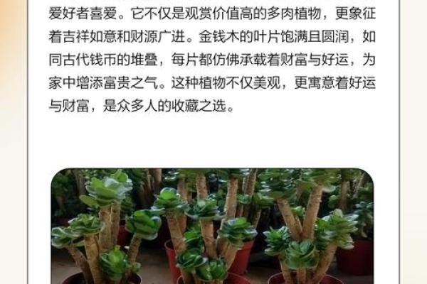 多肉摇钱树不吉利原因 多肉摇钱树的养殖方法和注意事项