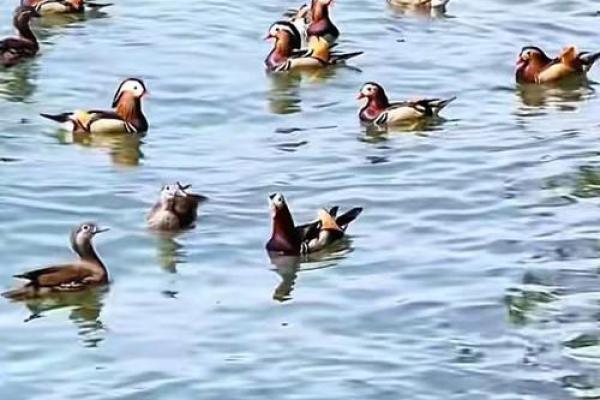 湖光水色是什么生肖(湖光水色打一个动物)