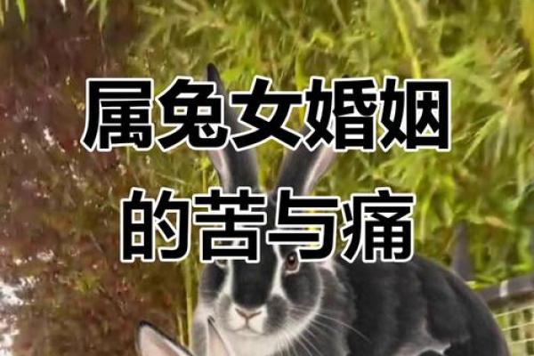 属兔女和属马男合不合婚姻 男兔女马婚姻最终结局