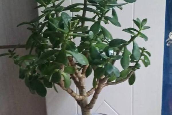 玉树什么属相不能养 玉树适合养家里吗