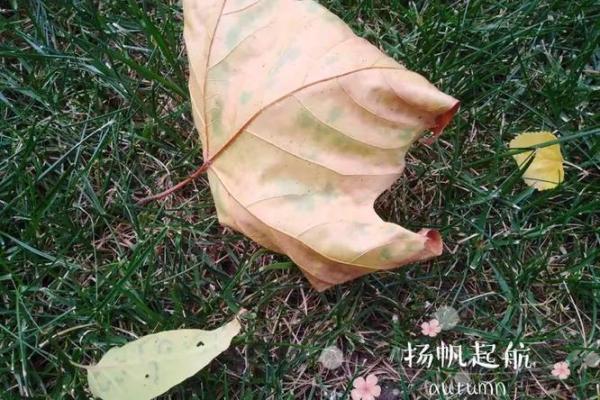 西风落叶指什么生肖 秋风落叶是什么生肖动物