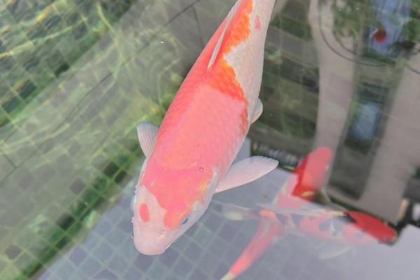 看见锦鲤意味着什么 见到锦鲤意味着什么