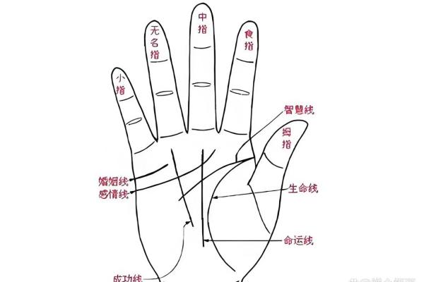 无名指高于食指有什么说法 无名指高于食指有什么说法嘛