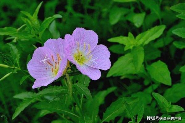 如影随形打一生肖的谜底是什么？请给出详细解析过程