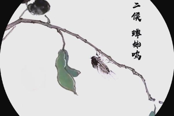 夏至节气与特马生肖之间的传统文化联系解析