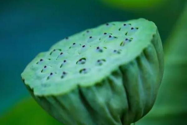 出水芙蓉是指什么生肖 出水芙蓉的动物打一准确生肖