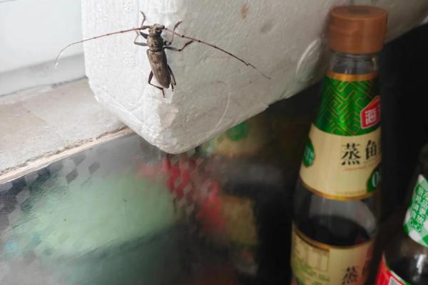 卧室财神爷的摆放位置和方向 卧室财神爷在哪个位置