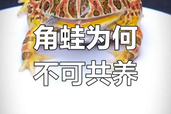什么属相不能养角蛙 什么动物不能养