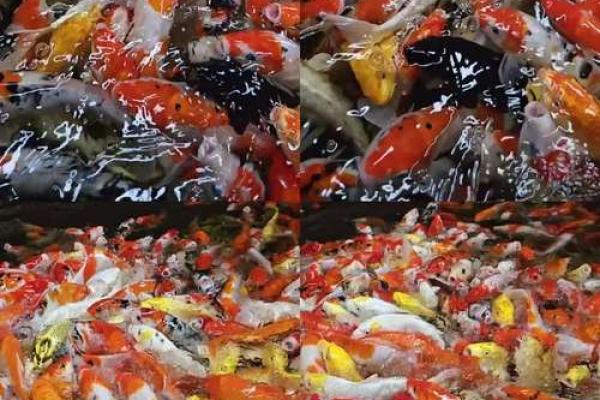koimi是锦鲤的意思吗 锦鲤是koi还是koi fish