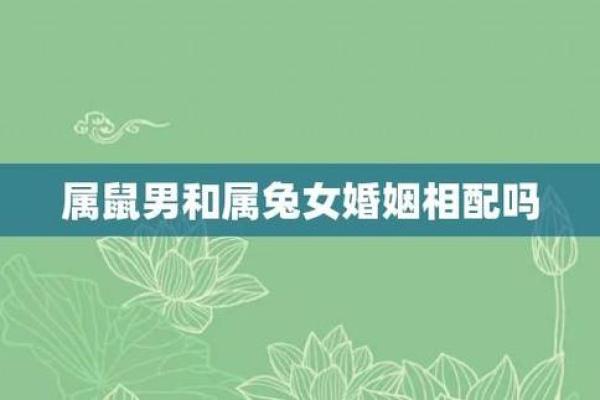 男兔和女鼠的属相合不合 男兔女鼠的属相合不合婚