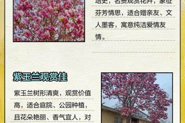紫玉兰最忌三种属相 玉兰树为什么不建议种