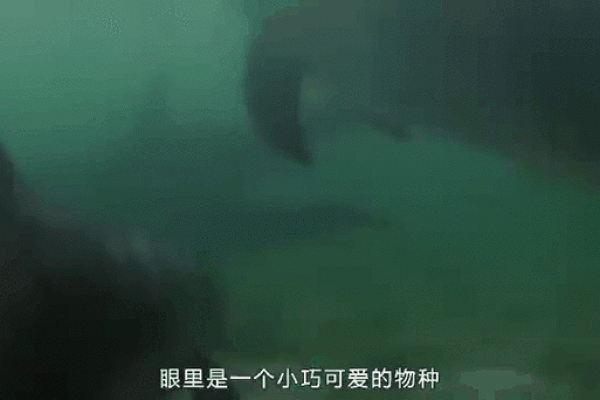 厉行节约打一动物答案揭晓，着个动物代表什么寓意？