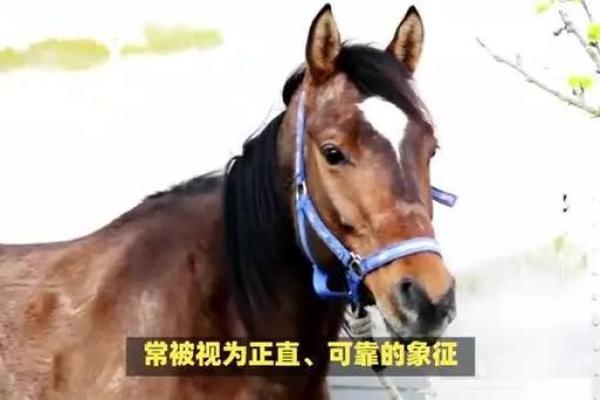 两袖清风是什么生肖(两袖清风是什么生肖)