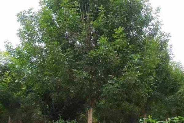 白蜡最忌三种属相 白蜡最忌三种属相是什么