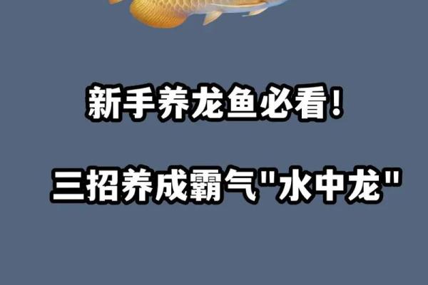 什么属相不能养龙鱼 什么属相不适合养龙鱼 什么属相不能养龙鱼 什么属相不适合养龙鱼