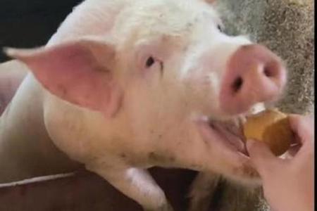 ‌白吃干饭指什么生肖 → 猪‌（豕食糟糠，坐享其成）