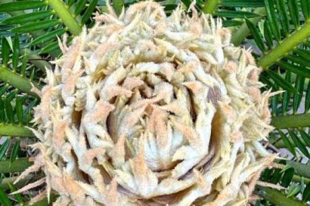 铁树开花打一准确生肖(铁树开花打一准确生肖和数字)