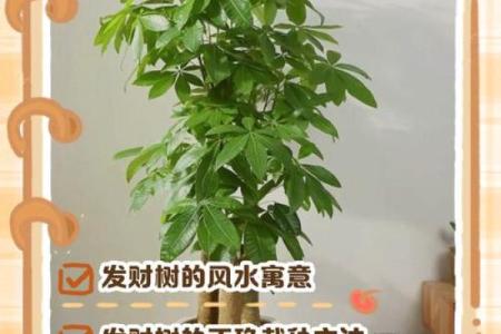 发财树什么属相不能养 发财树什么属相不能养殖呢