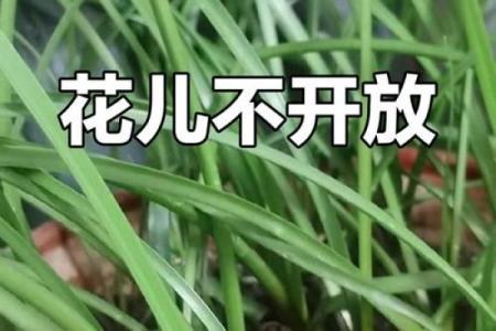 风雨兰不吉利的原因 风雨兰不开花是什么原因