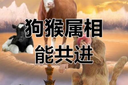 猴和兔的属相合不合做生意呢 猴和兔适合一起做生意吗
