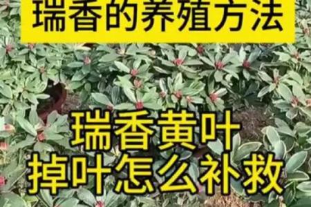 什么属相不能养瑞香 为什么家中不能养瑞香花