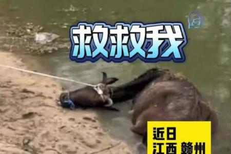 暮去朝来打一动物(暮去朝来打一动物是牛)