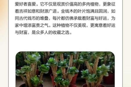 多肉摇钱树不吉利原因 多肉摇钱树的养殖方法和注意事项