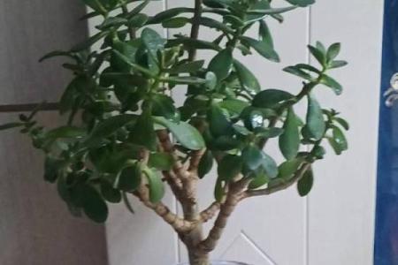 玉树什么属相不能养 玉树适合养家里吗