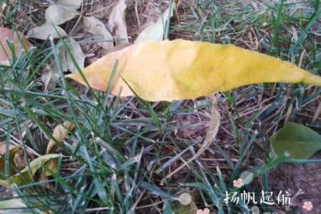西风落叶指什么生肖 秋风落叶是什么生肖动物