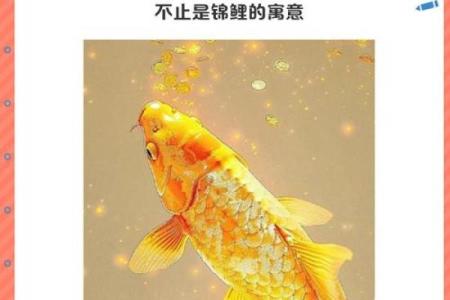 一等锦鲤 一等锦鲤的隐喻