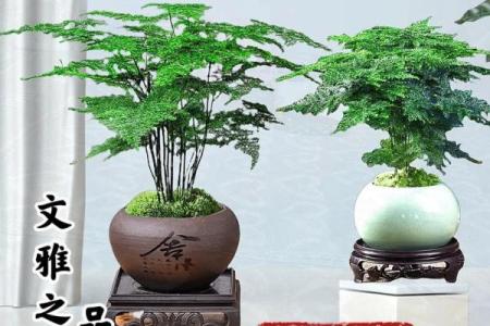 文竹什么属相不能养 文竹什么属相养好