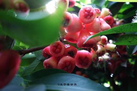 奇花异果指的是哪种动物？解密着个谜语背后的正确答案