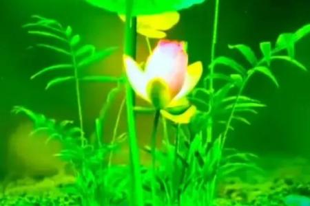出水芙蓉是指什么生肖 出水芙蓉的动物打一准确生肖