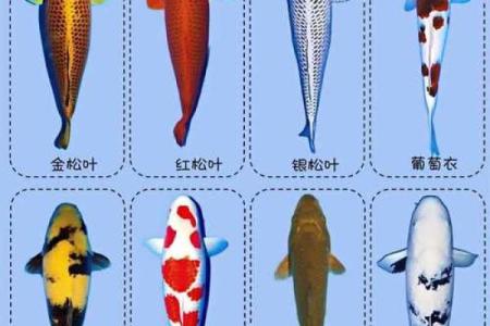 koimi是锦鲤的意思吗 锦鲤是koi还是koi fish