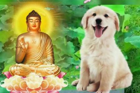 属狗出生几月最好 属狗几月出生最有福气