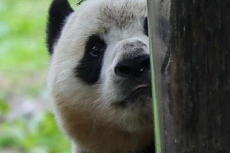 探头探脑是什么动物 欲钱买探头探脑打一生肖